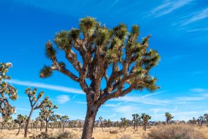 StockSnap_TMS4ULEPJM-min