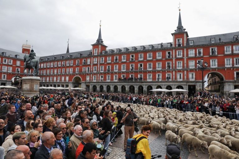 sheep spain