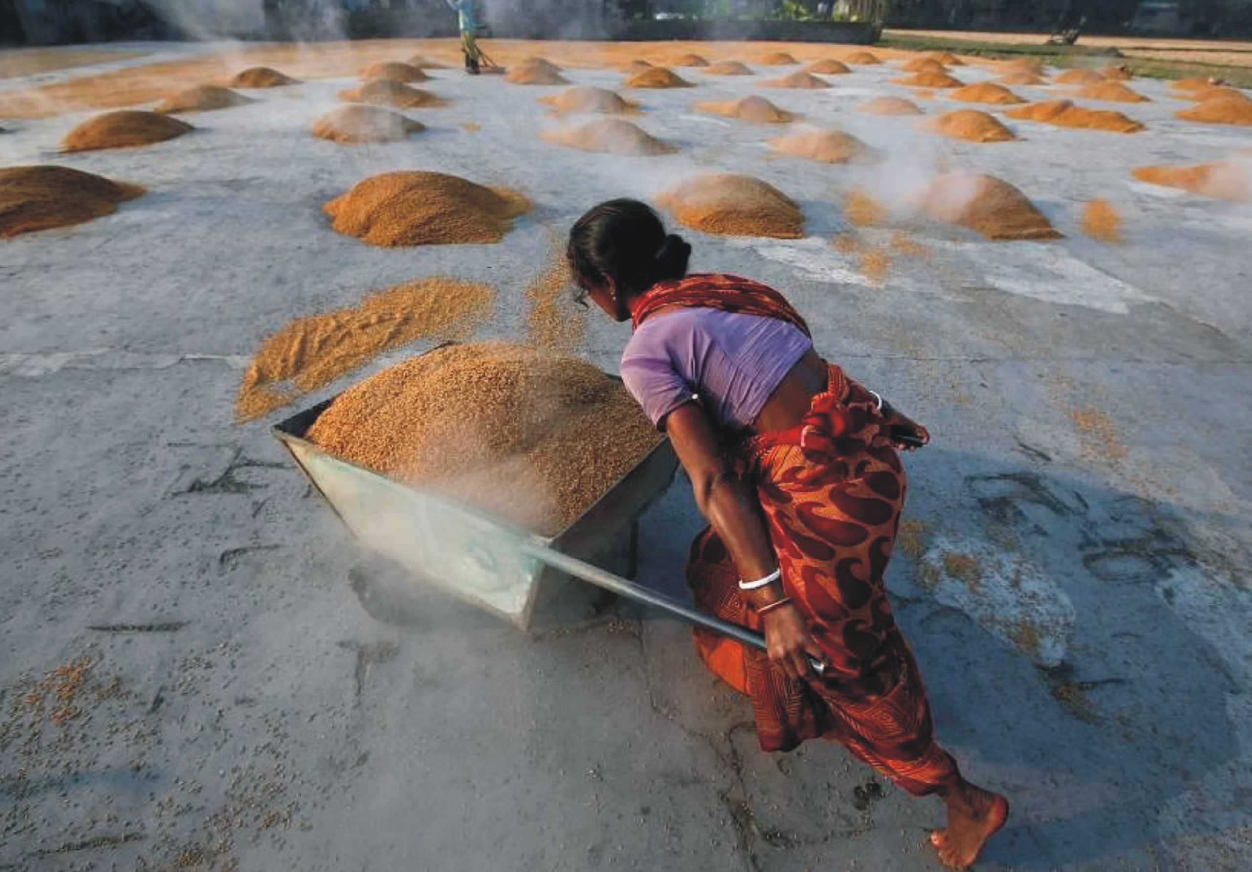 India rice export