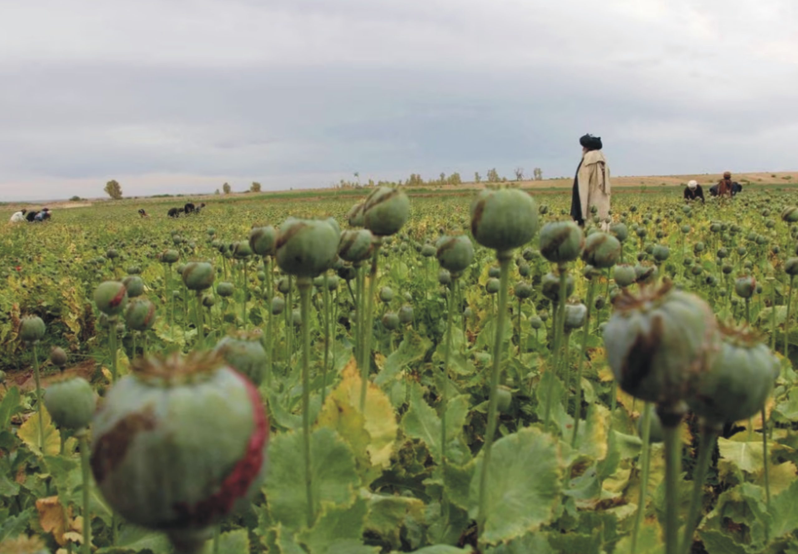 poppy field